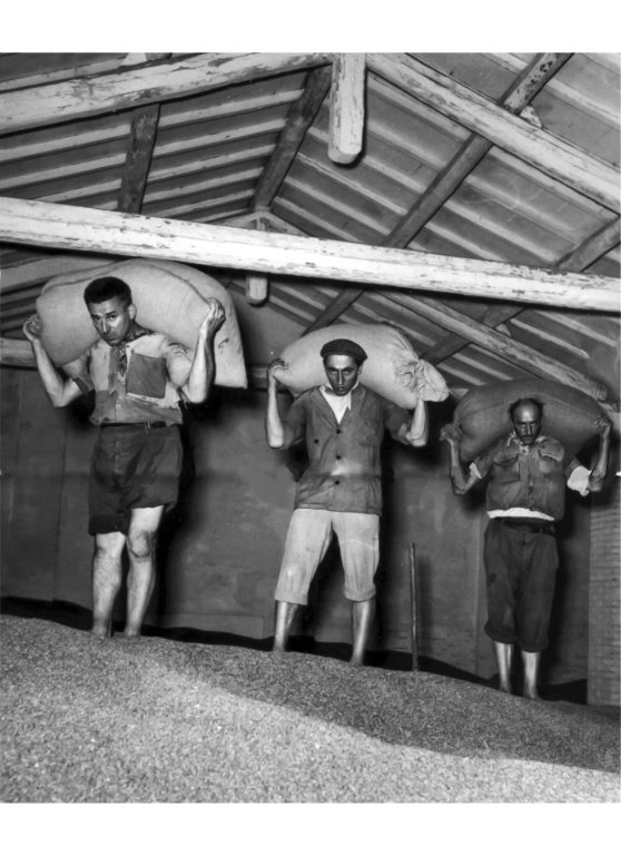 Trasporto sacchi grano '56 Fiorini