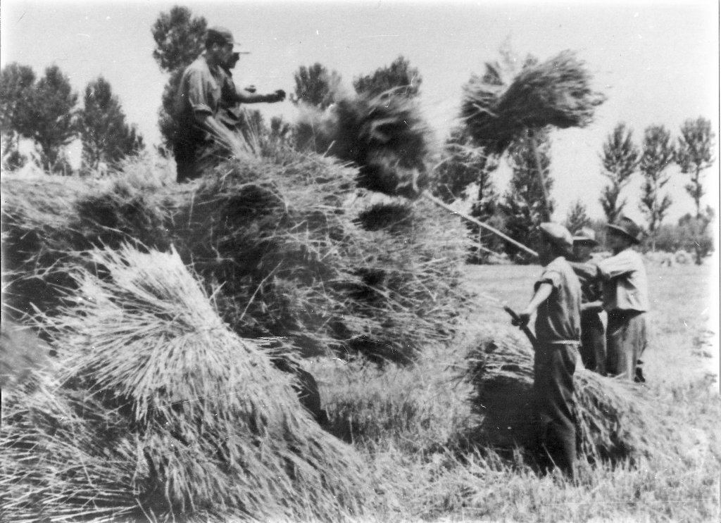 carico covoni frumento