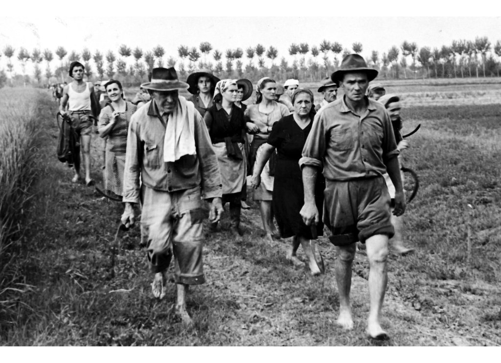 risaia mietitura Vezzani Rina, Cattini Marta, Foroni Dimma, Foroni Mut, Magnani Dino