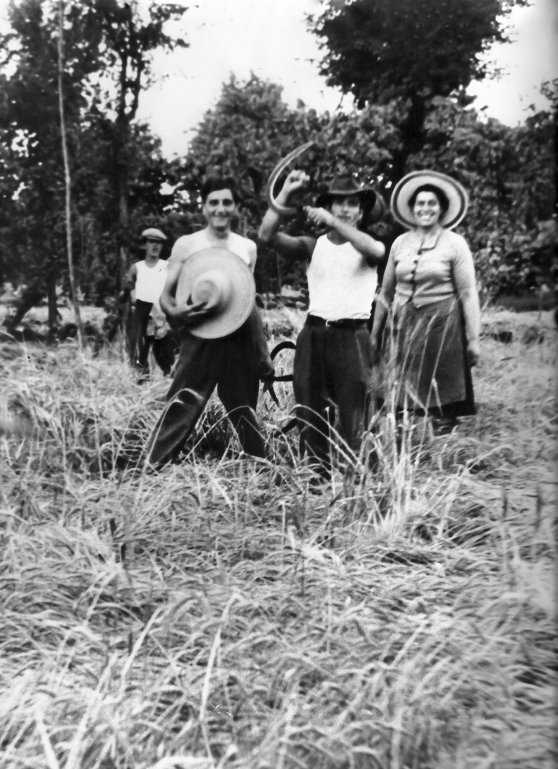 Socialismo nei campi di orzo