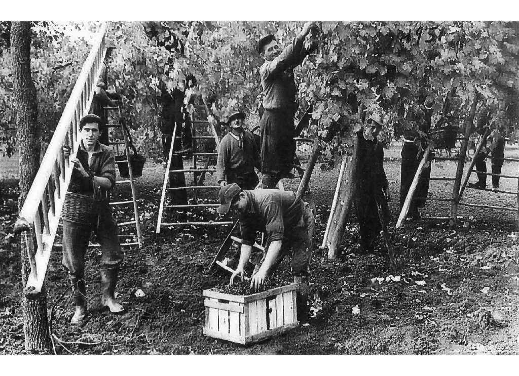 vendemmia