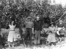 Vendemmia Catellani Nives - Mila Foroni - Ferrari Silvio - lva Fantini