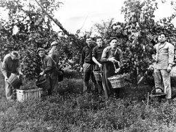 Mario Calzolari, Fornaciari Civic, Parmiggiani Trombin