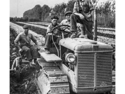 Campagna Aratura Bigi E. Vioni Marani Lusuardi 1950