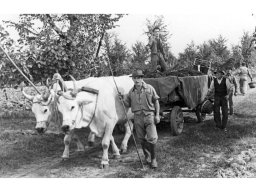 Coop Agricola 1951 carro con buoi