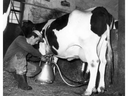 Coop Agricola anni 51-53 Mungere con mungitrice