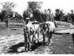 anni 51-53 le Mucche aggiogate