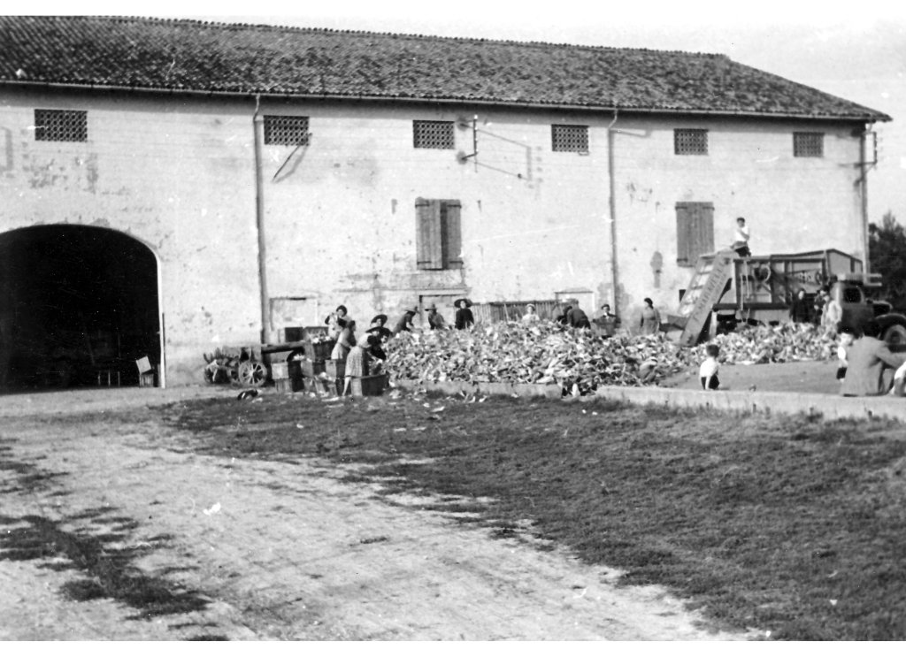 Coop Agricola 51-53 battitura granoturco