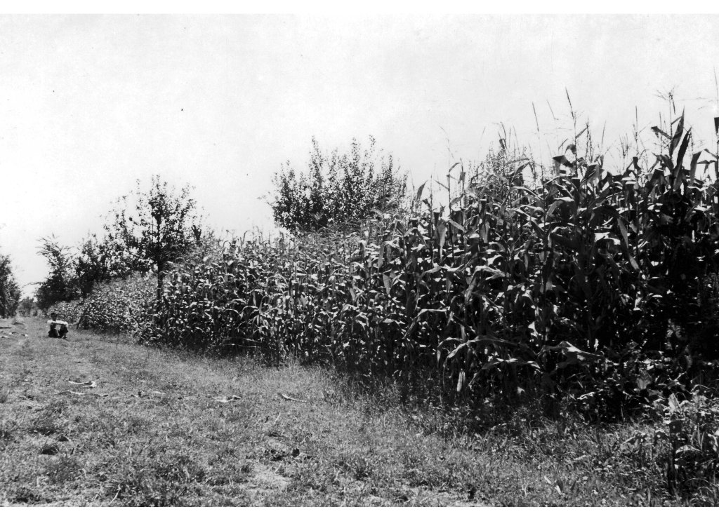 Coop Agricola anni 51-53 il Granoturco