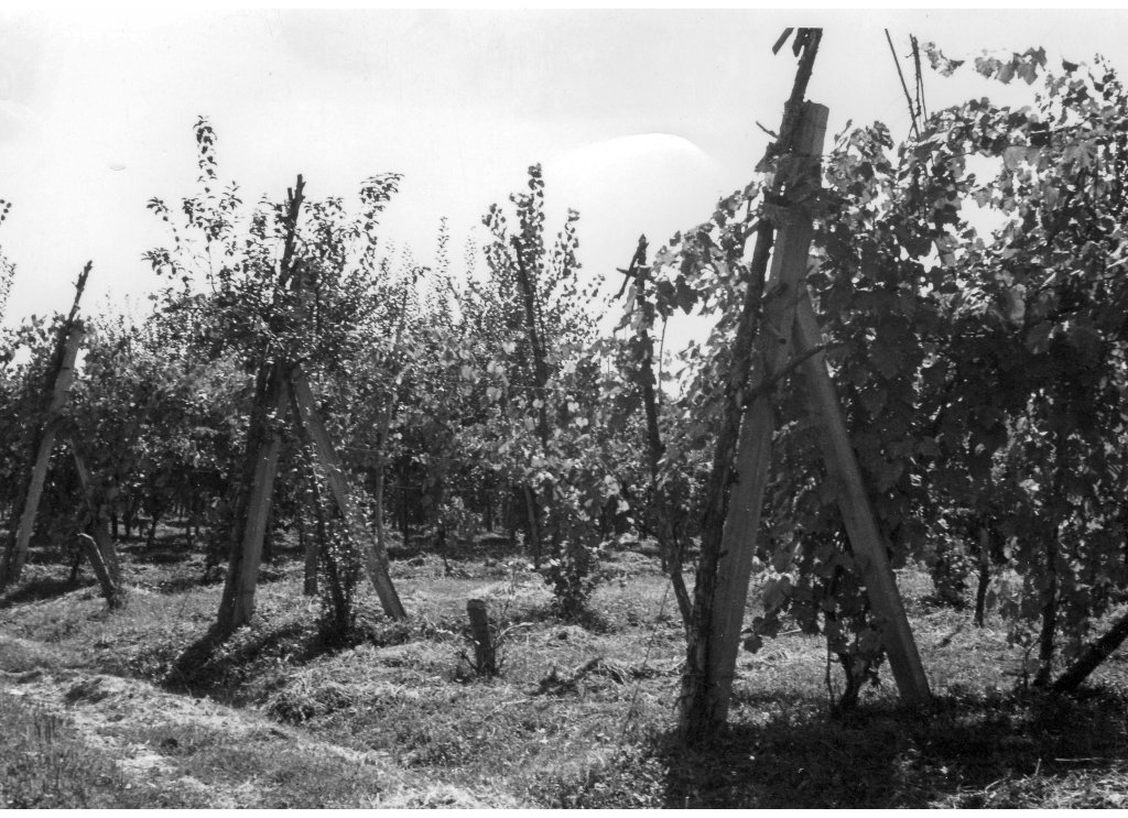 Coop Agricola anni 51-53 i vigneti