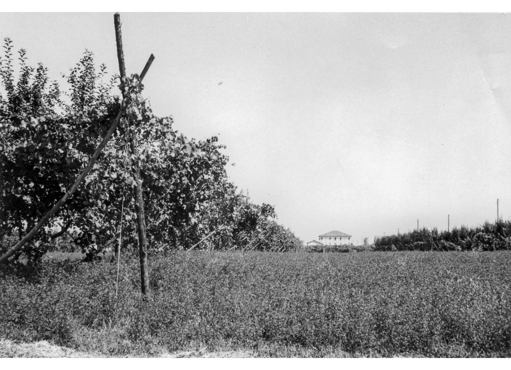 Coop Agricola anni 51-53 l'erba medica