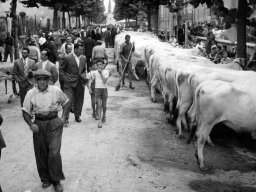 Via De Amicis - Via Battisti mostra agricola anni 50