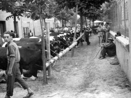 Via De Amicis - Via Battisti mostra agricola anni 50