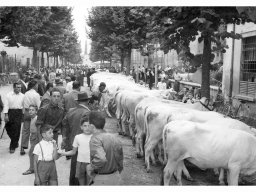 Via De Amicis - via Battisti Mostra agricola 1954