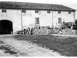 Coop Agricola 51-53 battitura granoturco