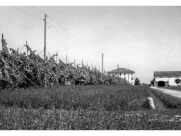 Coop Agricola anni 51-53 al Podere Fortinella