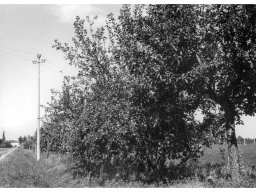 Coop Agricola anni 51-53 gli alberi da frutta