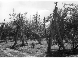 Coop Agricola anni 51-53 i vigneti