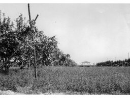 Coop Agricola anni 51-53 l'erba medica