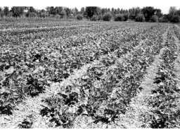 Coop Agricola anni 51-53 le coltivazioni